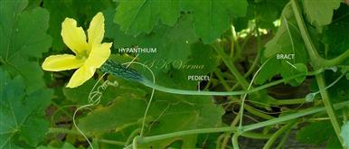  Female flower with bract